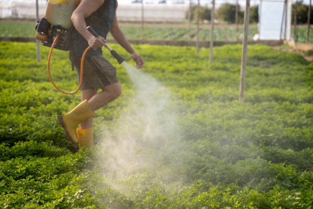 Professional Pest Control in St Simons, GA