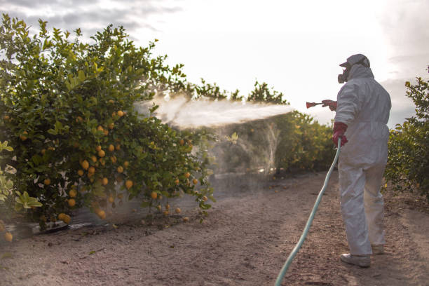 Best Wasp Removal Services  in St Simons, GA