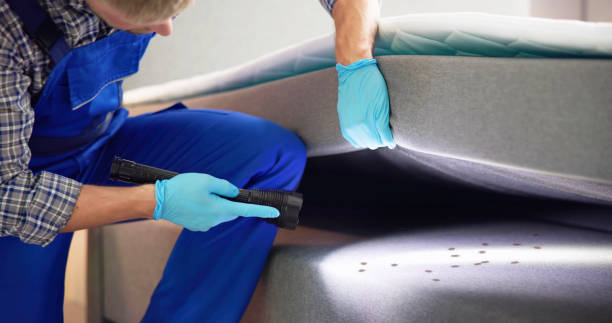 Wasp Removal Services in St Simons, GA