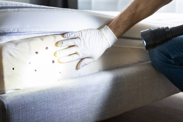 Best Cockroach Control Services  in St Simons, GA