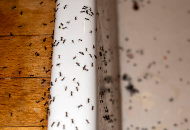 Pest Prevention Services in St Simons, GA
