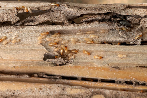  St Simons, GA Pest Control Pros