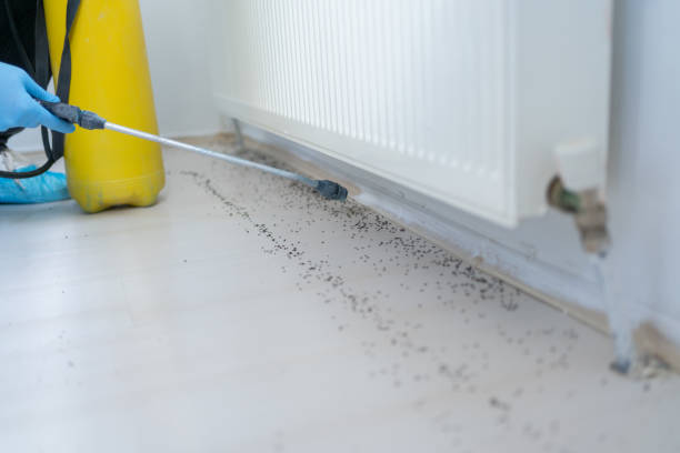 Professional Pest Control in St Simons, GA