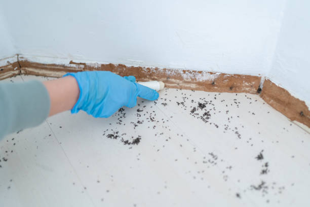 Best Termite Control Services  in St Simons, GA